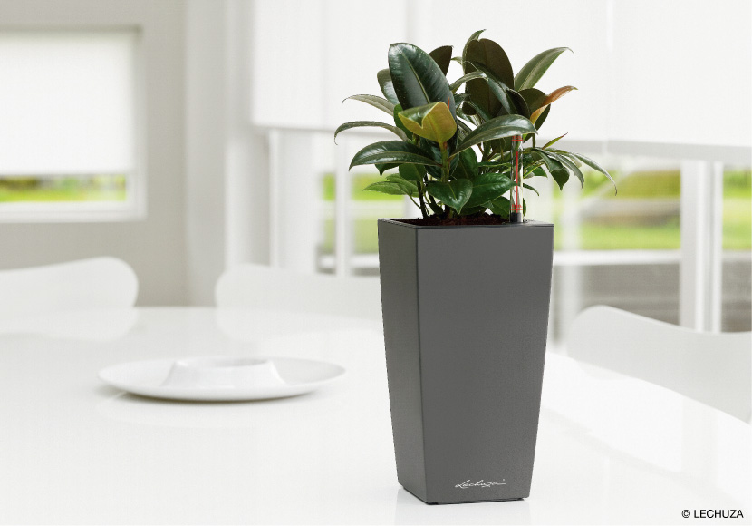 マックスキュービ | レチューザ・プレミアム | 松尾貿易商会