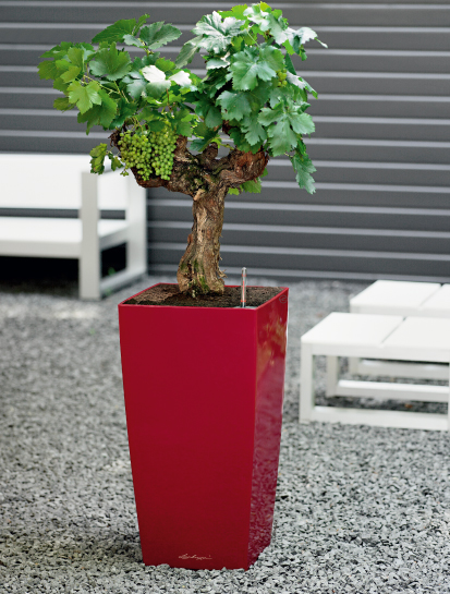 キュービコ | レチューザ・プレミアム | 松尾貿易商会