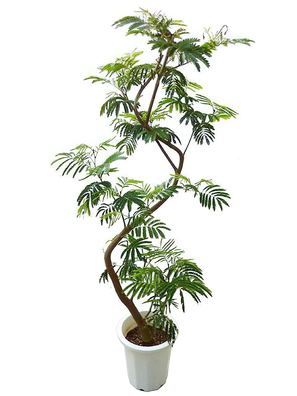 エバーフレッシュ 曲がり -Type2 | HITOTOKI by MAKIMO PLANT