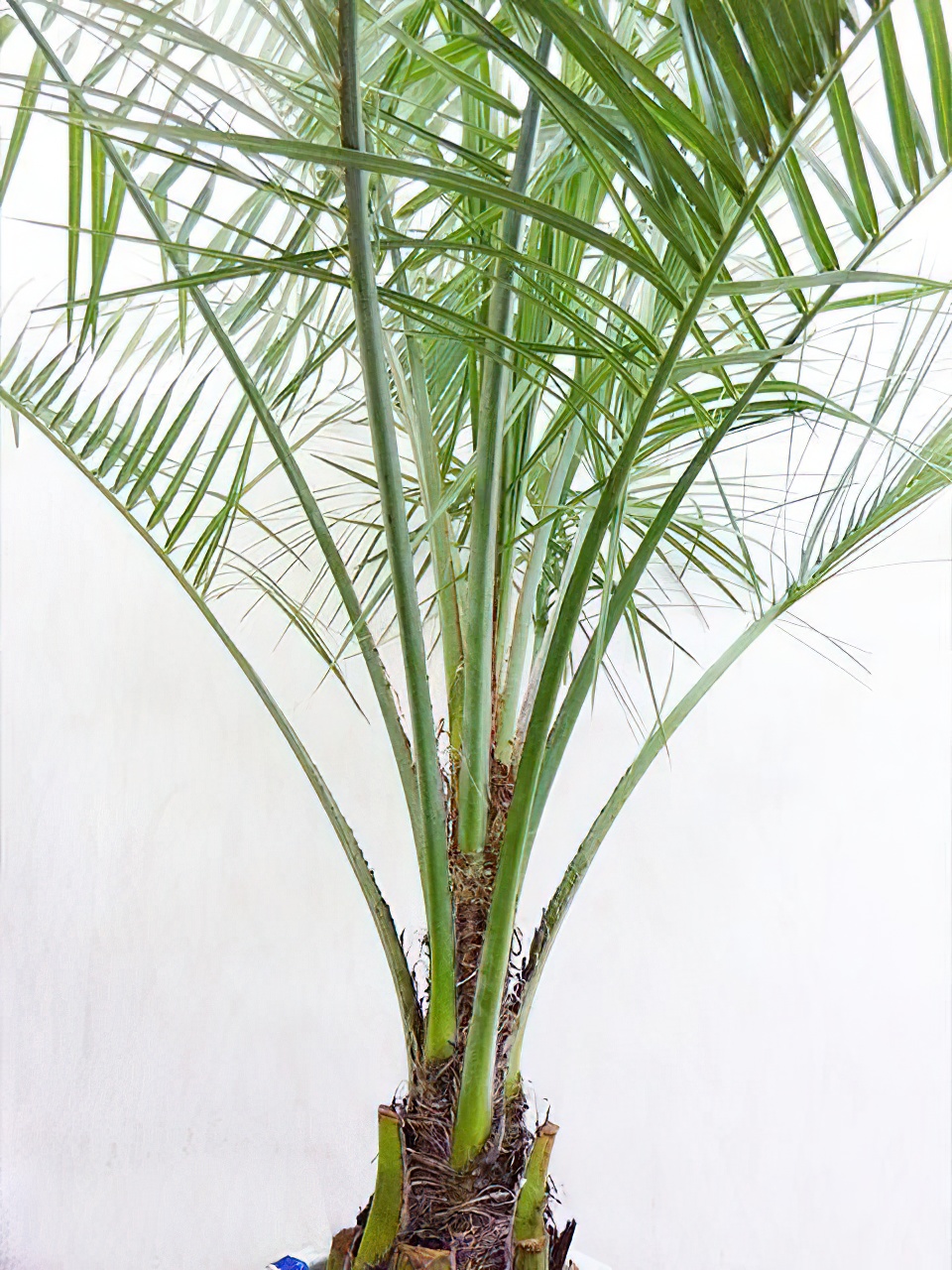 ココスヤシ | HITOTOKI by MAKIMO PLANT