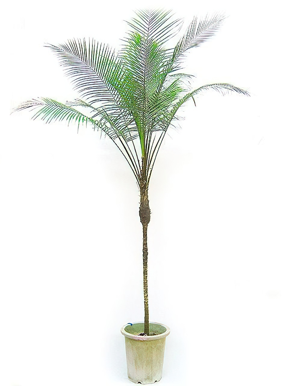 ブラジルヒメヤシ 10号サイズ | HITOTOKI by MAKIMO PLANT