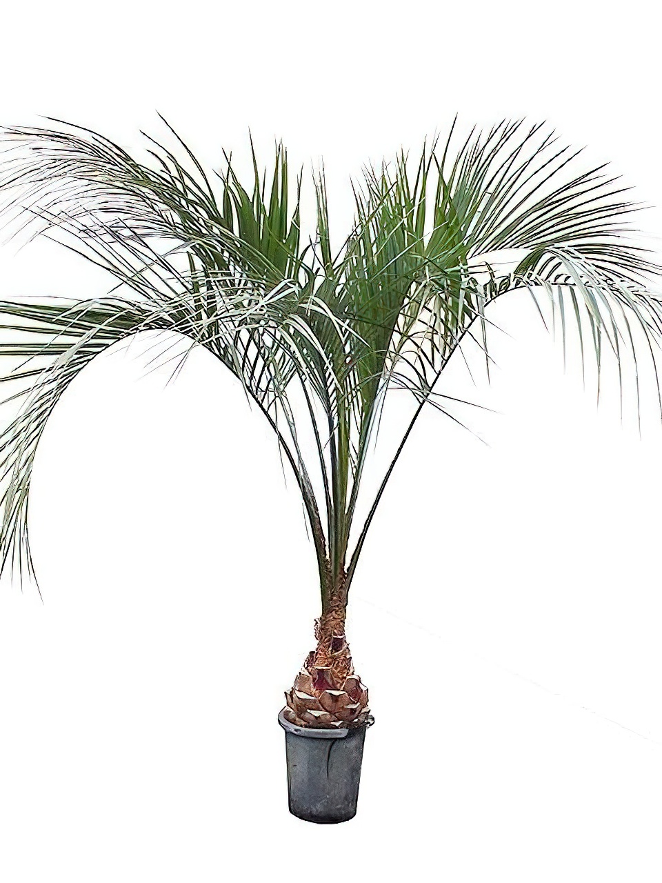 ココスヤシ 2株セット ココスヤシ 2株セット ココスヤシ2