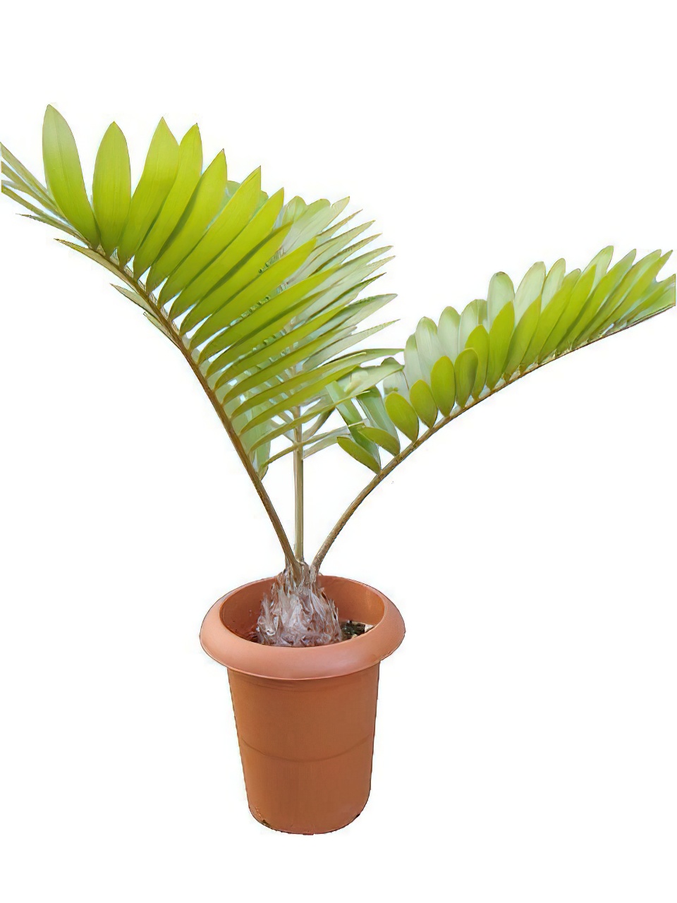 ザミア（メキシコソテツ） | HITOTOKI by MAKIMO PLANT