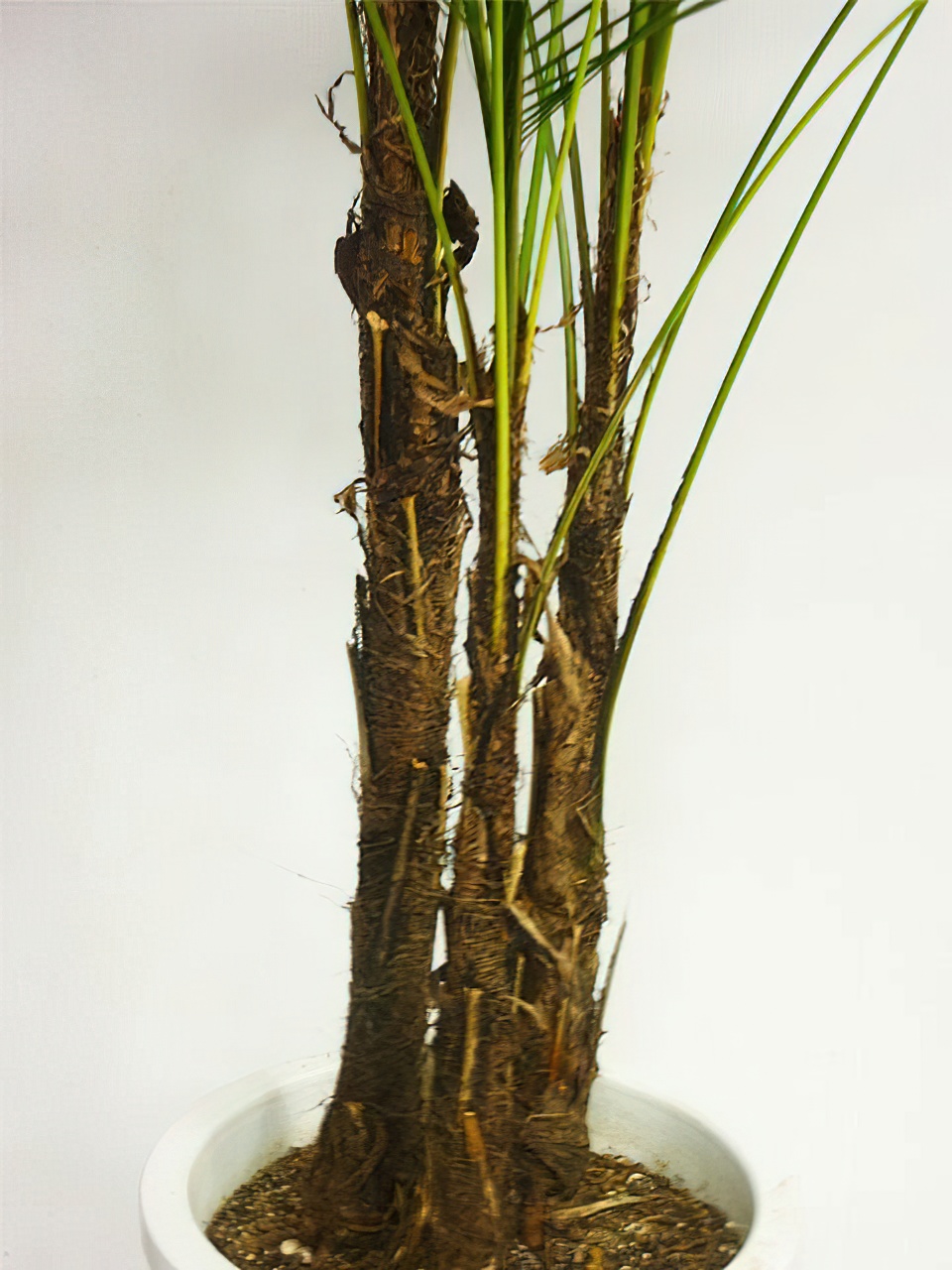 ブラジルヒメヤシ 10号サイズ -1 | HITOTOKI by MAKIMO PLANT