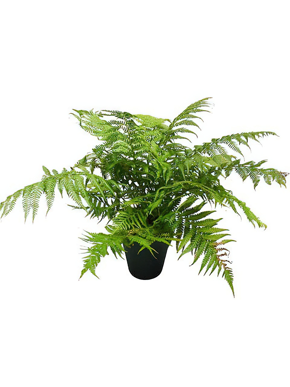 ディクソニア・アンタルティカ -Type2 | HITOTOKI by MAKIMO PLANT