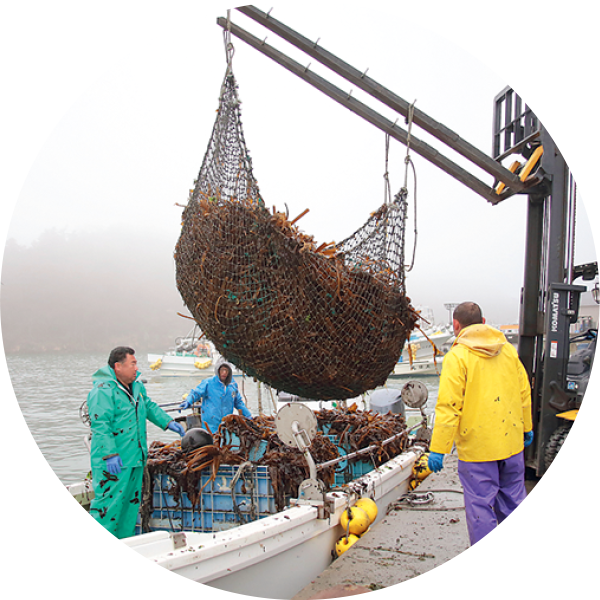 商品案内〉めかぶ｜株式会社マルダイ長沼｜海からの贈り物 宮城 南三陸