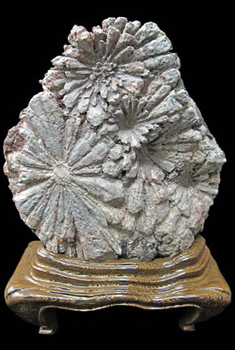 菊花石 販売・通販｜一点物の鑑賞石・庭石・菊紋様の至宝 [現物見学可