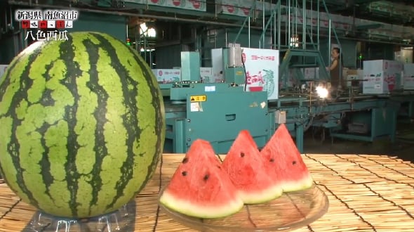 第37回 新潟県南魚沼市の八色西瓜 | 旬味にっぽん | ザクサ液剤