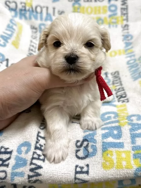 マルプー(トイプードル×マルチーズ)【岡山県・女の子・2026年1月10日