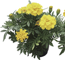 マリーゴールド | ムラカミシード