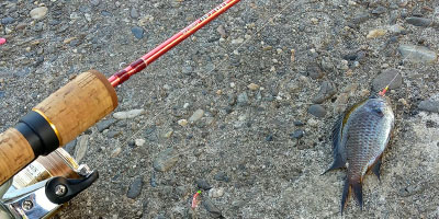 TURINGMONKEY(ツリモン) (ナチュラム限定)(レンジャーシリーズ)鱒