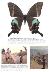 ブータンの蝶類 矢崎康幸