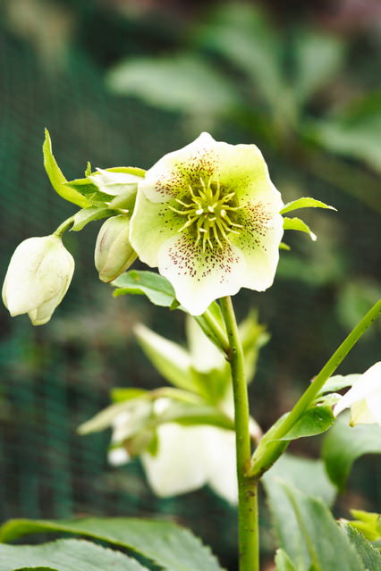 クリスマスローズの株分けについて | 庭木の剪定ドットコム