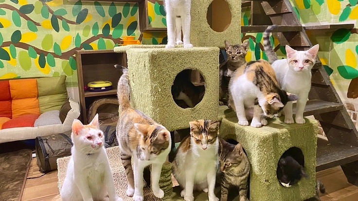 笑にゃんこ王国 – 秩父の猫シェルター