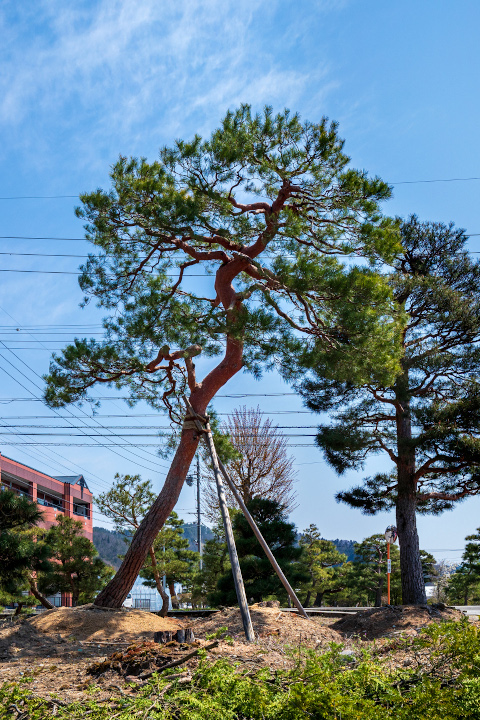 飛騨赤松・苗木販売『西田司園』|飛騨の赤松 様々な形状