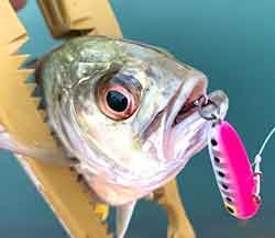 ライトプラグ メバル メッキ ルアー 引退 41個 詰め合わせ ライト