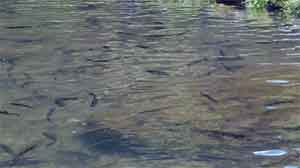 TROUTIN' SPIN FIELDREAM NEUE LIMITED