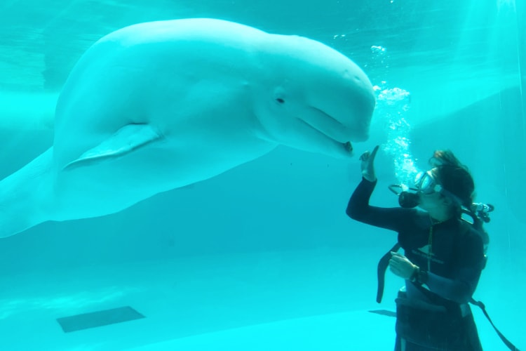 シロイルカの水中パフォーマンス｜横浜・八景島シーパラダイス
