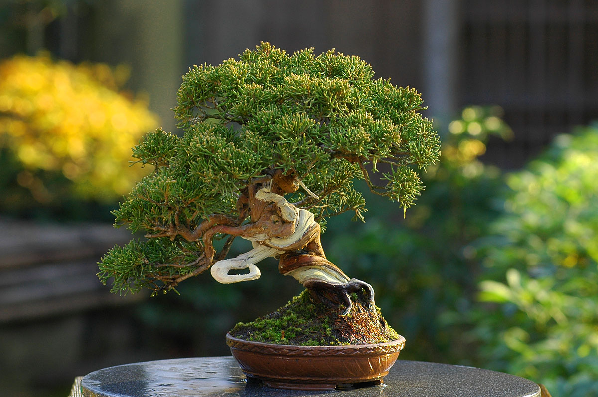 盆栽 清香園 盆栽レンタル・リース