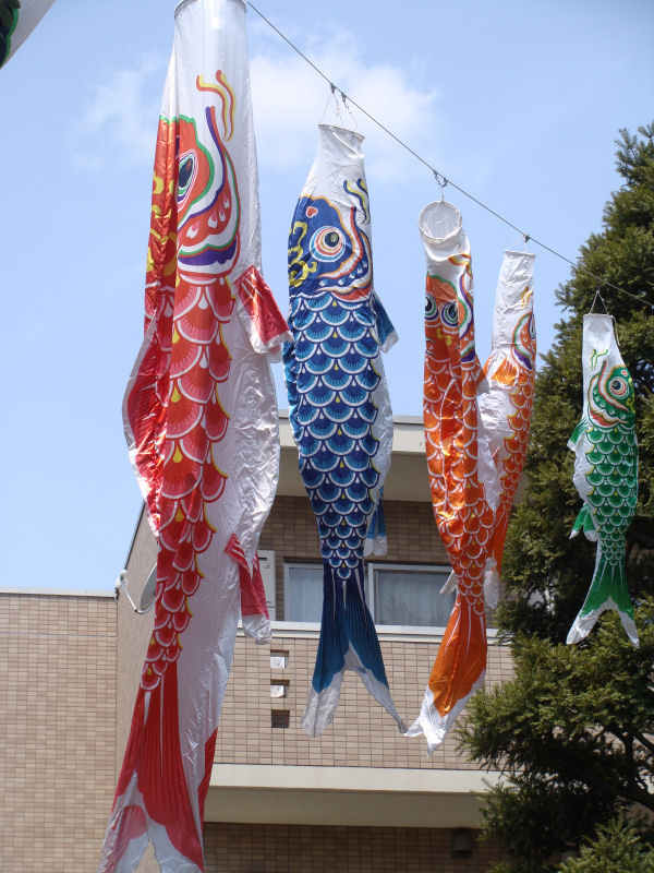 室内用鯉のぼり「鯉物語尚武」