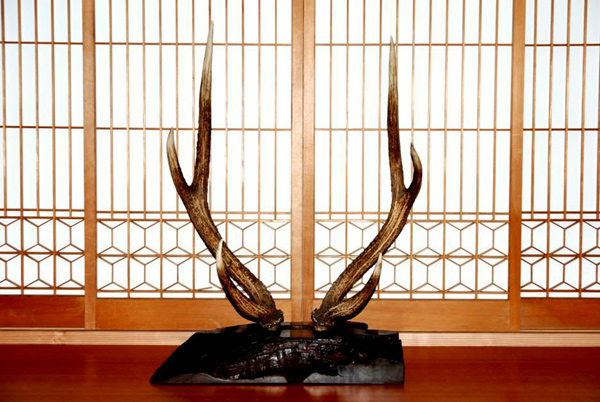 鹿角 (OI-08923)｜刀・日本刀の販売なら日本刀専門店の【銀座 誠友堂】