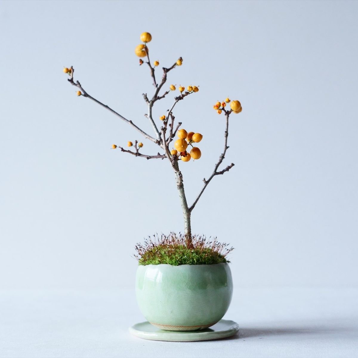 ツルウメモドキ｜石木花図鑑｜石木花｜SEKIBOKKA｜盆栽