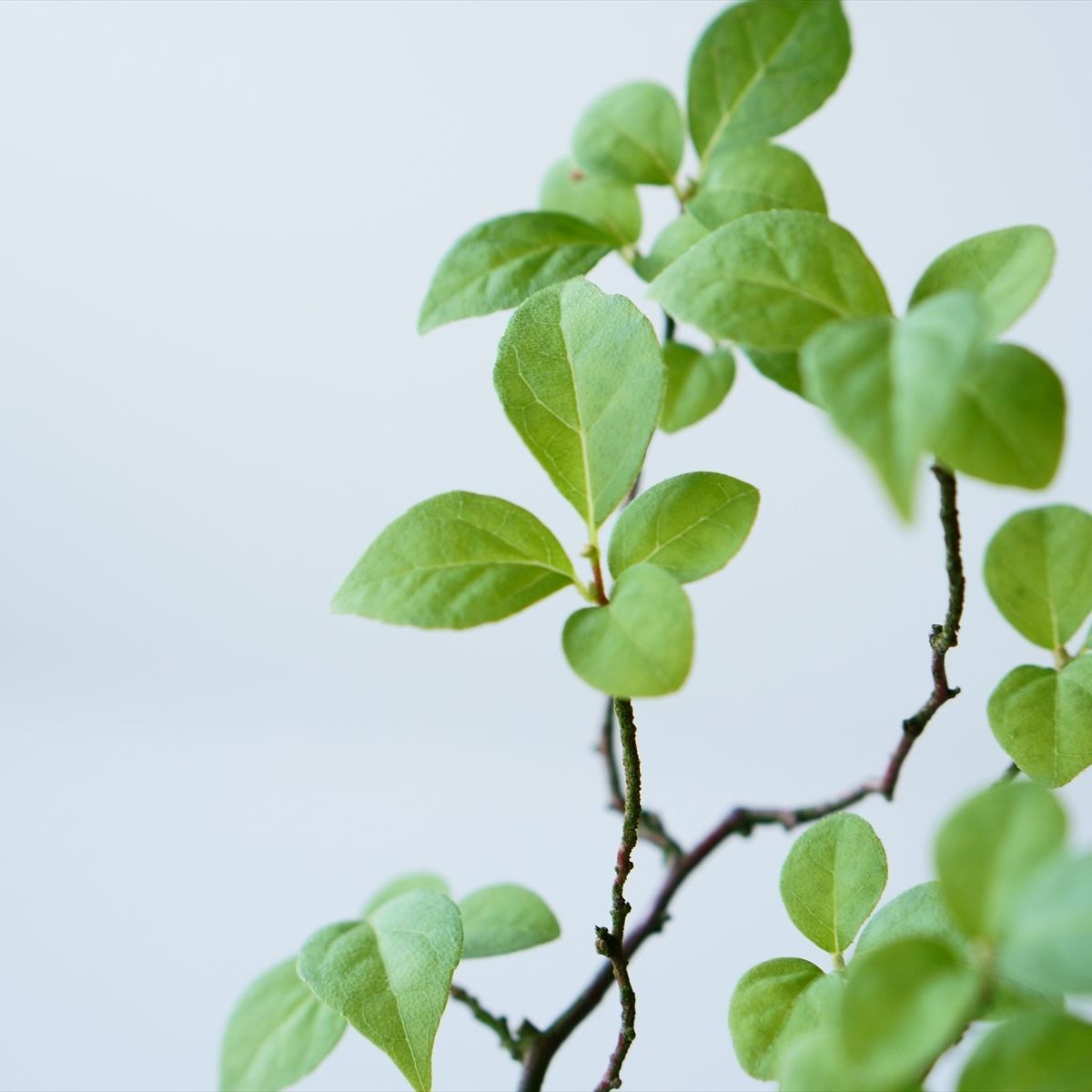 エゴノキ｜石木花図鑑｜石木花｜SEKIBOKKA｜盆栽