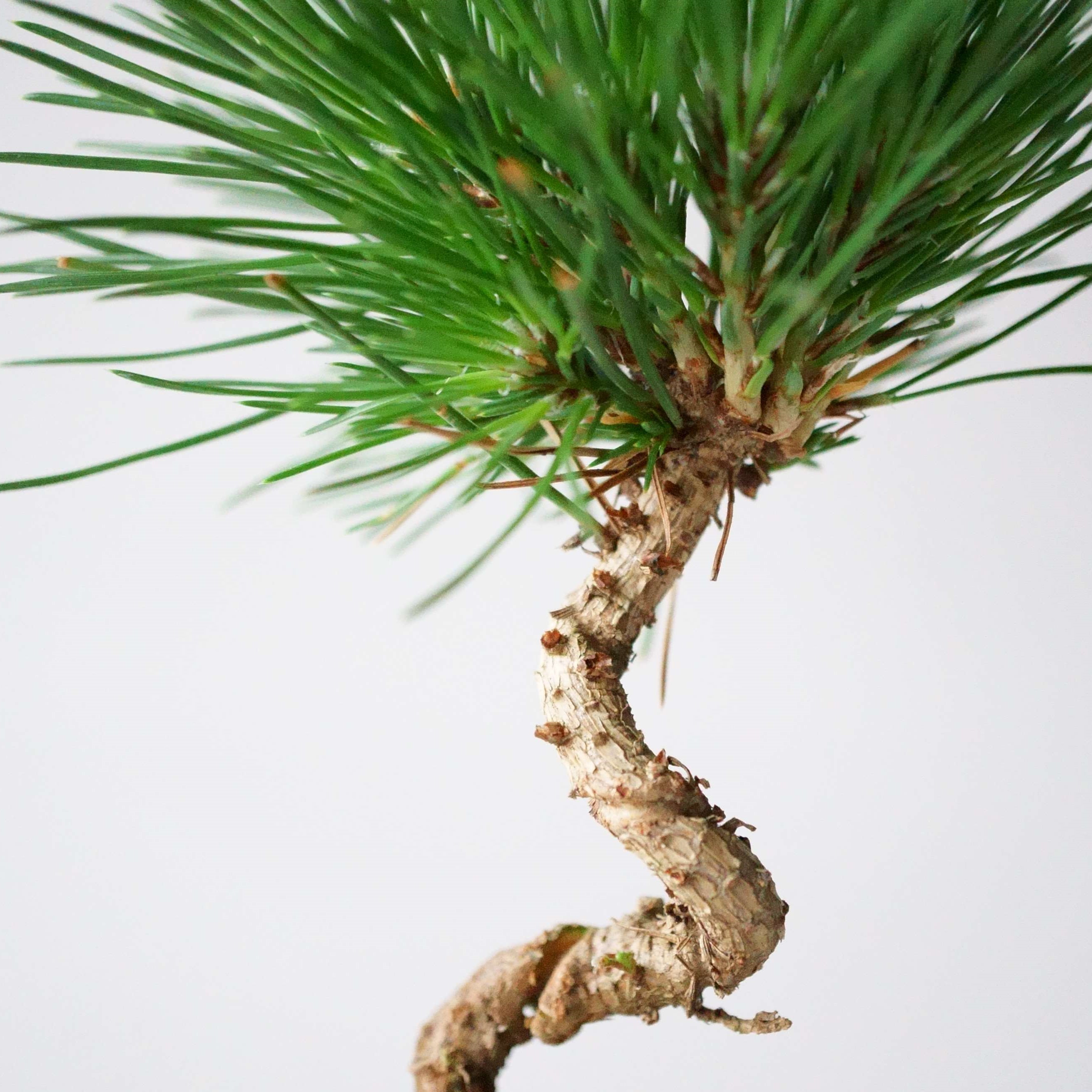 クロマツ｜石木花図鑑｜石木花｜SEKIBOKKA｜盆栽