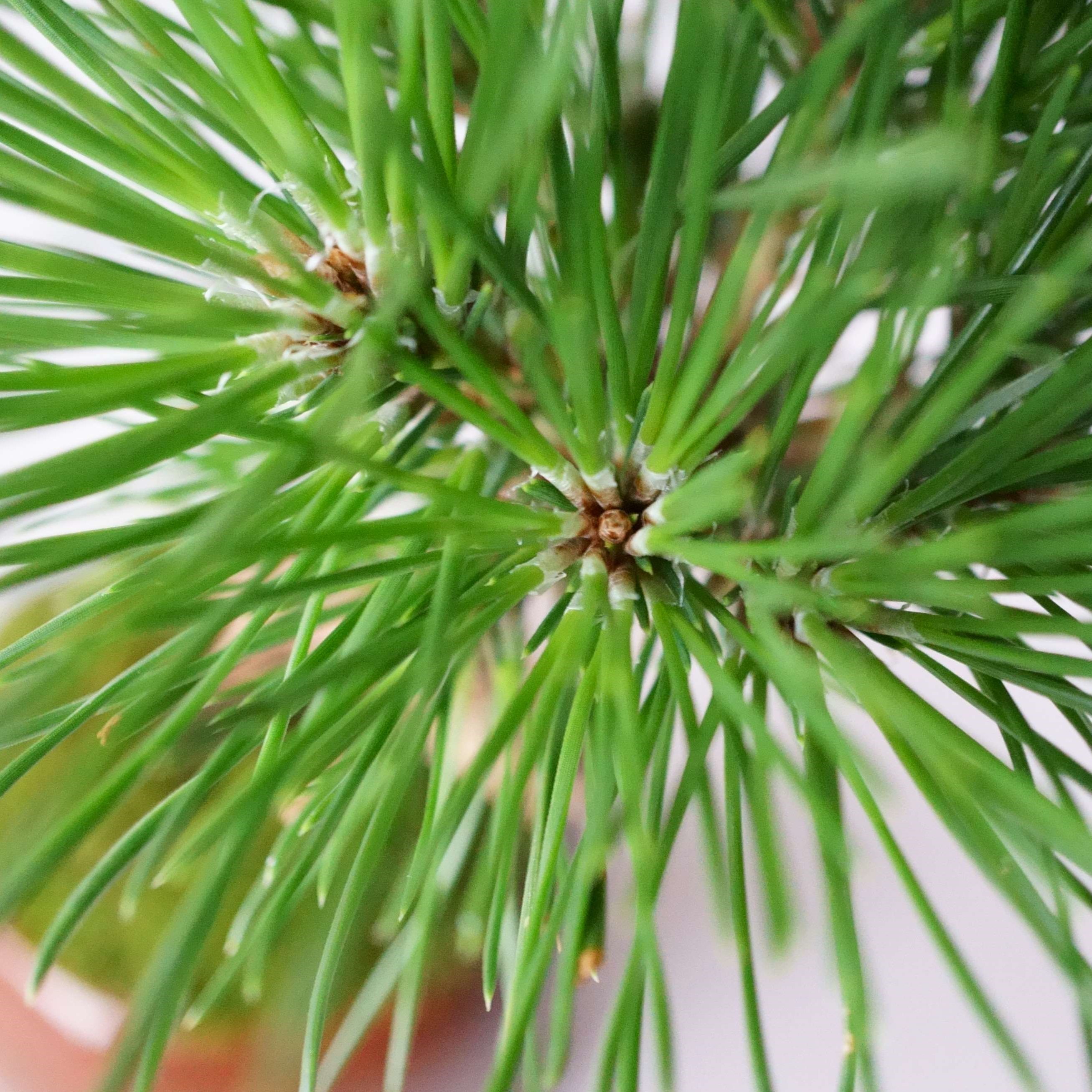 クロマツ｜石木花図鑑｜石木花｜SEKIBOKKA｜盆栽