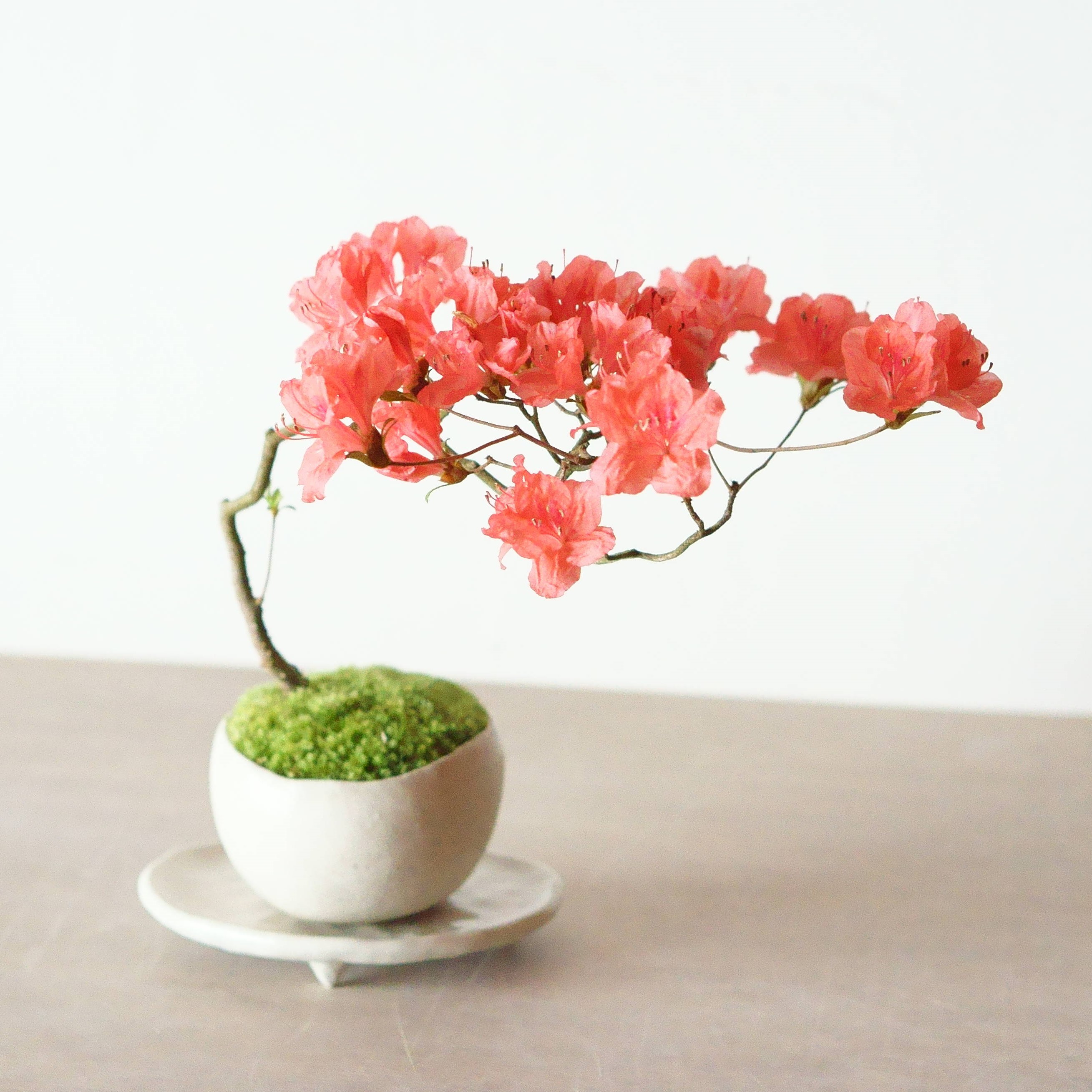 ヤマツツジ｜石木花図鑑｜石木花｜SEKIBOKKA｜盆栽