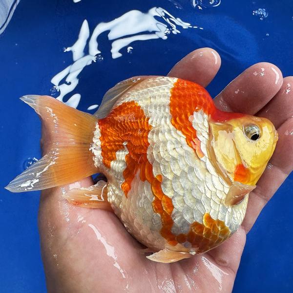 2025年産 当歳5本セット 予約販売 / 錦鯉通販販売【仙助】