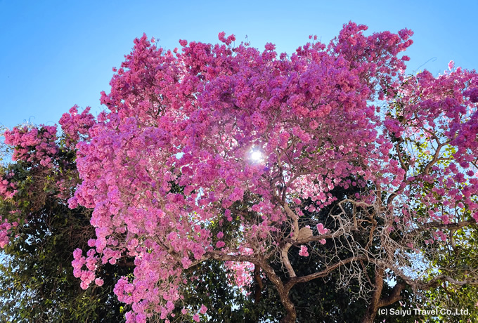 ブラジル大周遊～パンタナール・アマゾン・レンソイス・イグアスの滝