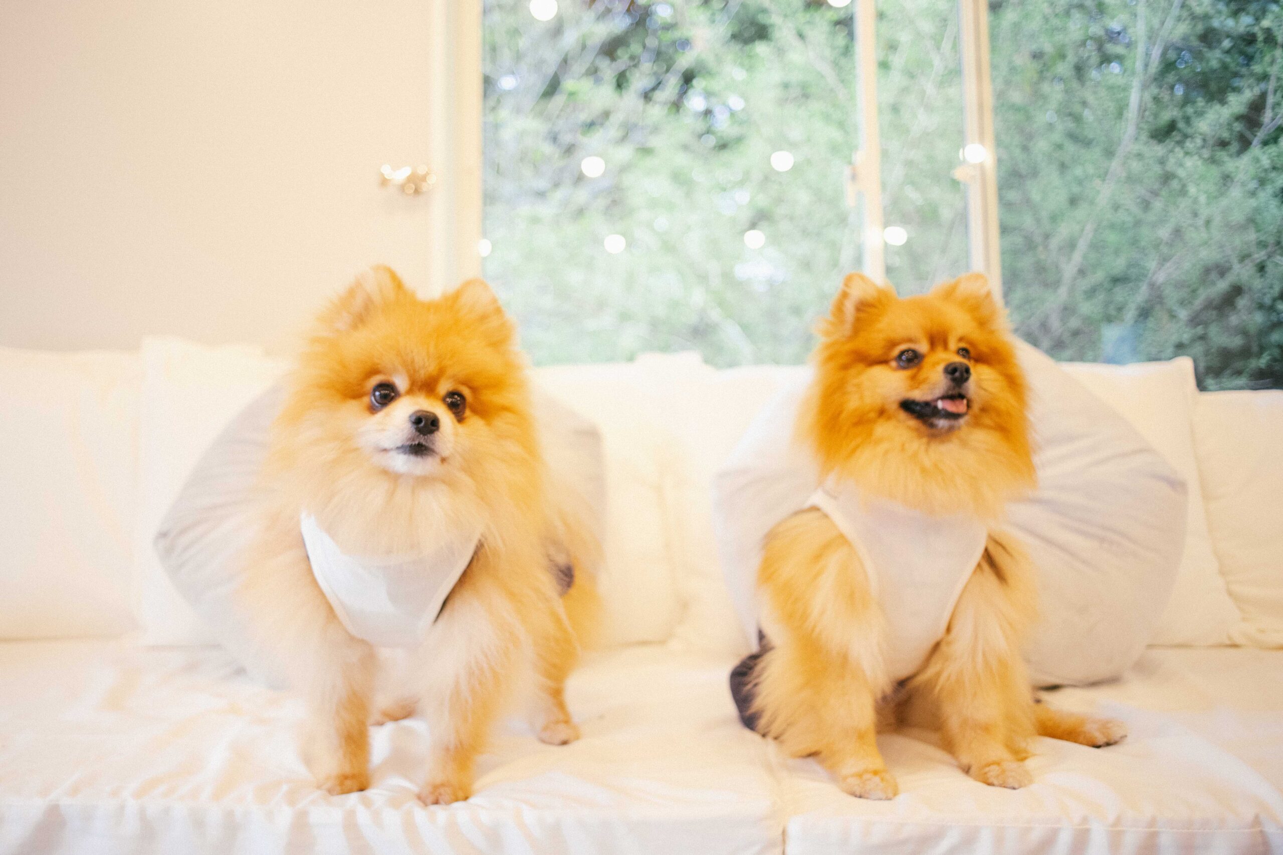 ポメラニアンの休日様～湯田町～ | 店舗 | 施工事例 | 薩摩川内市で