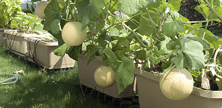 おうちでネットメロン ころたん｜タネ・苗・園芸用品・農業用資材の