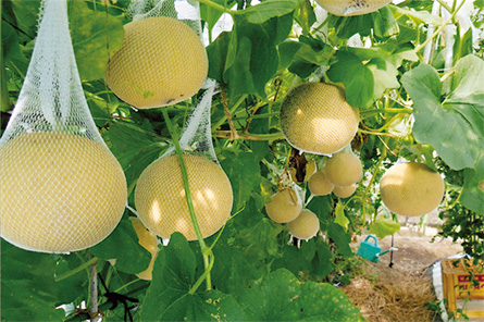 おうちでネットメロン ころたん｜タネ・苗・園芸用品・農業用資材の