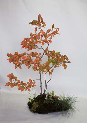 ヤマコウバシの草物盆栽が紅葉 - 山野草を育てる