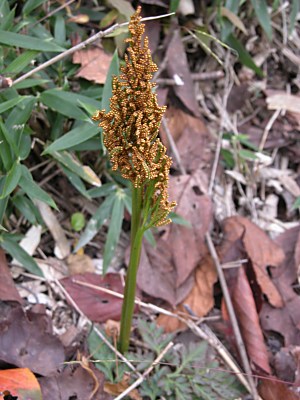 フユノハナワラビ（冬花蕨）の育て方｜礼文島のヒメハナワラビ（姫花蕨