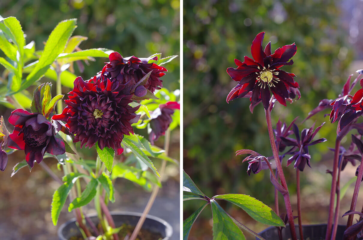 広瀬園芸 クリスマスローズ レッドリバーシブルDD｜内黒赤×裏ワイン