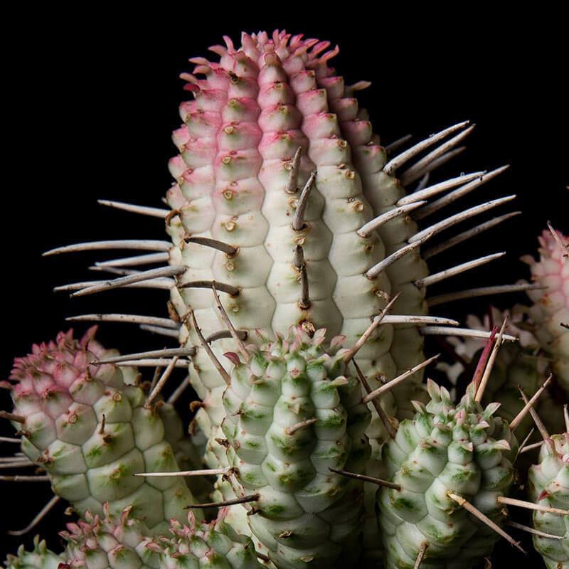 ユーフォルビア白樺キリンの基本情報・育て方｜多肉植物・サボテン図鑑