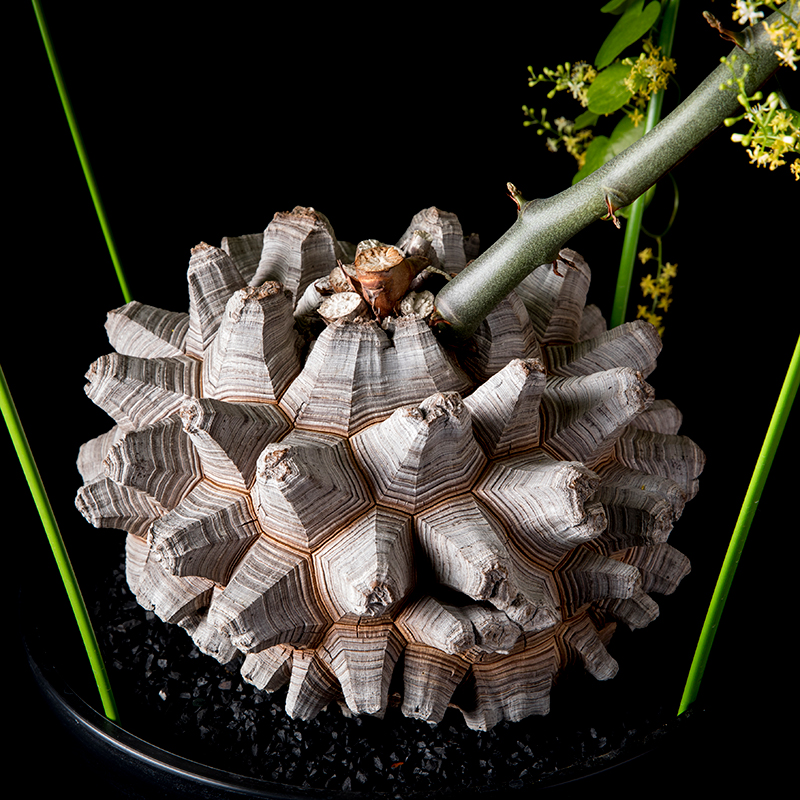 亀甲竜・ディオスコレア・エレファンティペス(Dioscorea elephantipes