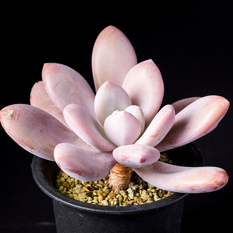 グラプトベリアピンクシフォンの基本情報・育て方｜多肉植物・サボテン