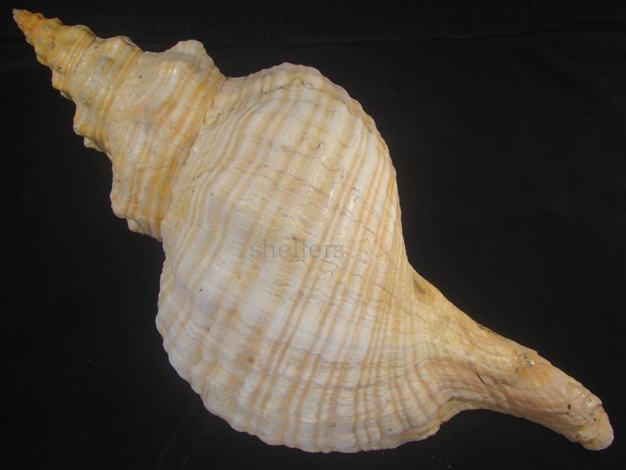 ダイオウイトマキボラ 510mm 超特大 約2.5kg - Kaiショップ