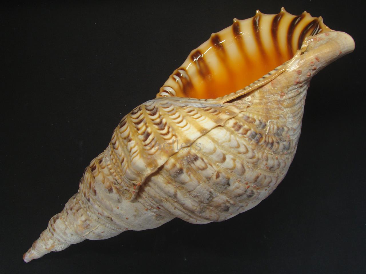 法螺貝 33.5cm 560g - Kaiショップ