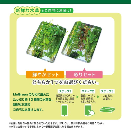 MeGreen 新鮮な水草付き グラスアクアティアーセット/あにまる