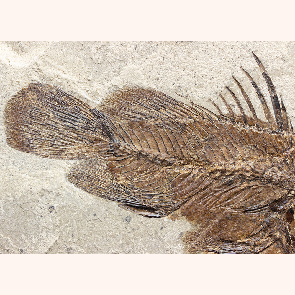 エオラテス001｜恐竜・化石グッズの専門店 ふぉっしる