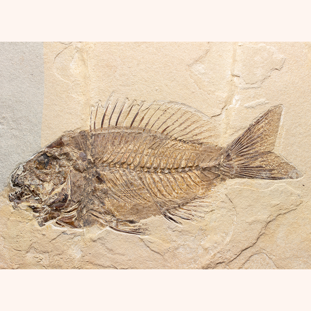 スパルノダス001｜恐竜・化石グッズの専門店 ふぉっしる