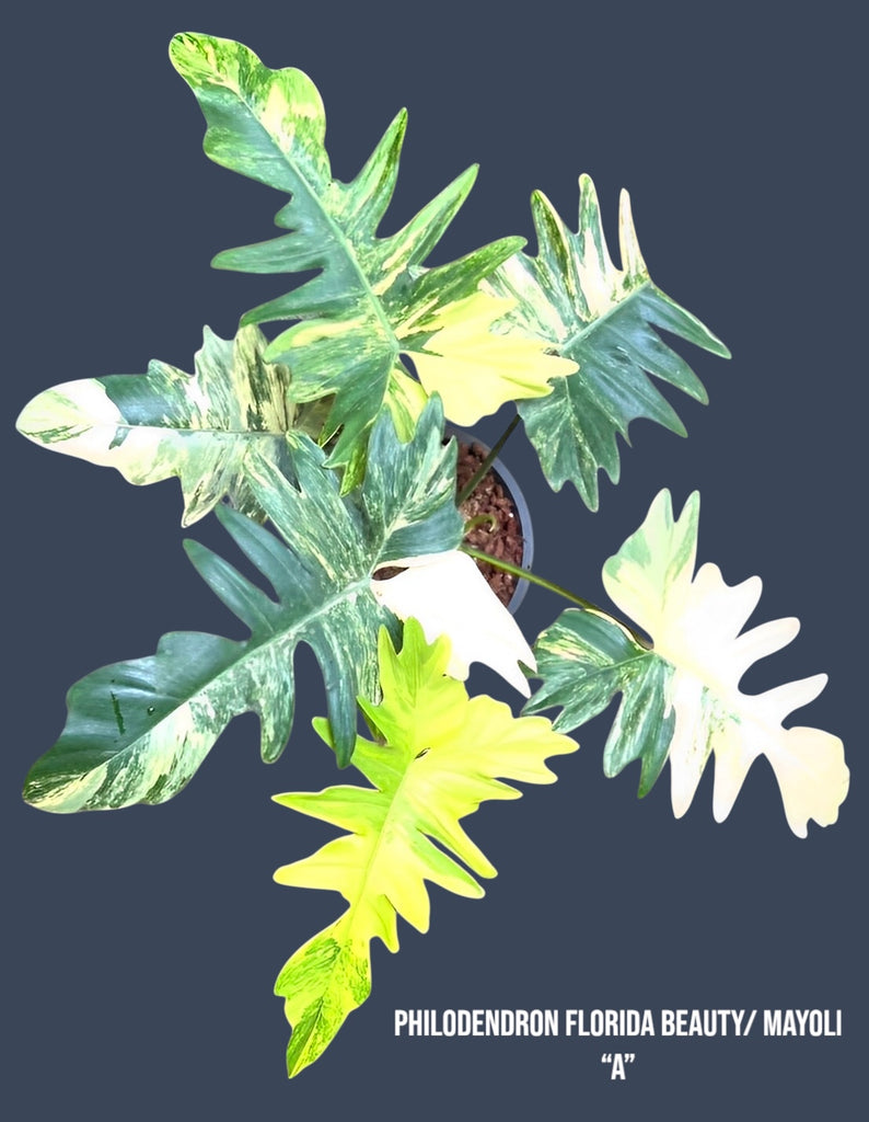 Philodendron Florida Beauty x Mayoi – Plant Vault
