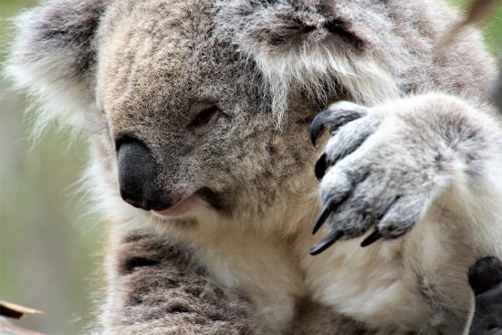 The Koala Is An Iconic Australian Marsupial