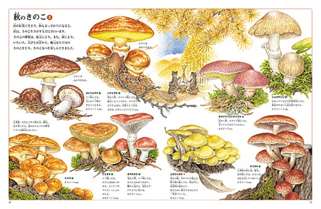 森のきのこ展 －小林路子・美しい菌類画の世界－ | フィリア美術館