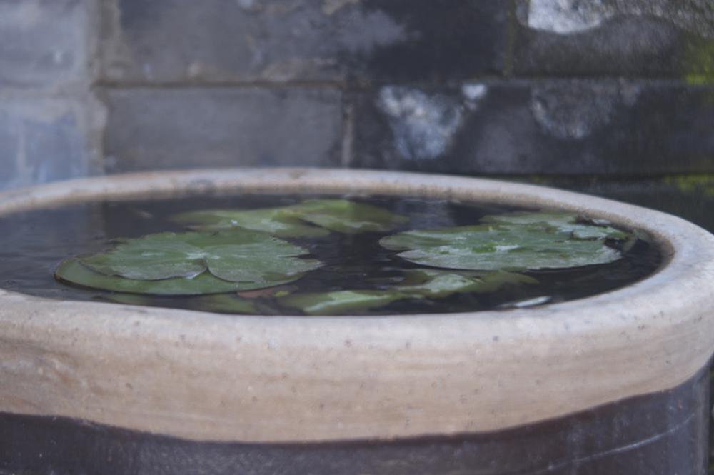 絵画のような描写のレンズ3(ロス エクスプレス 75mm f3.5) - 写真